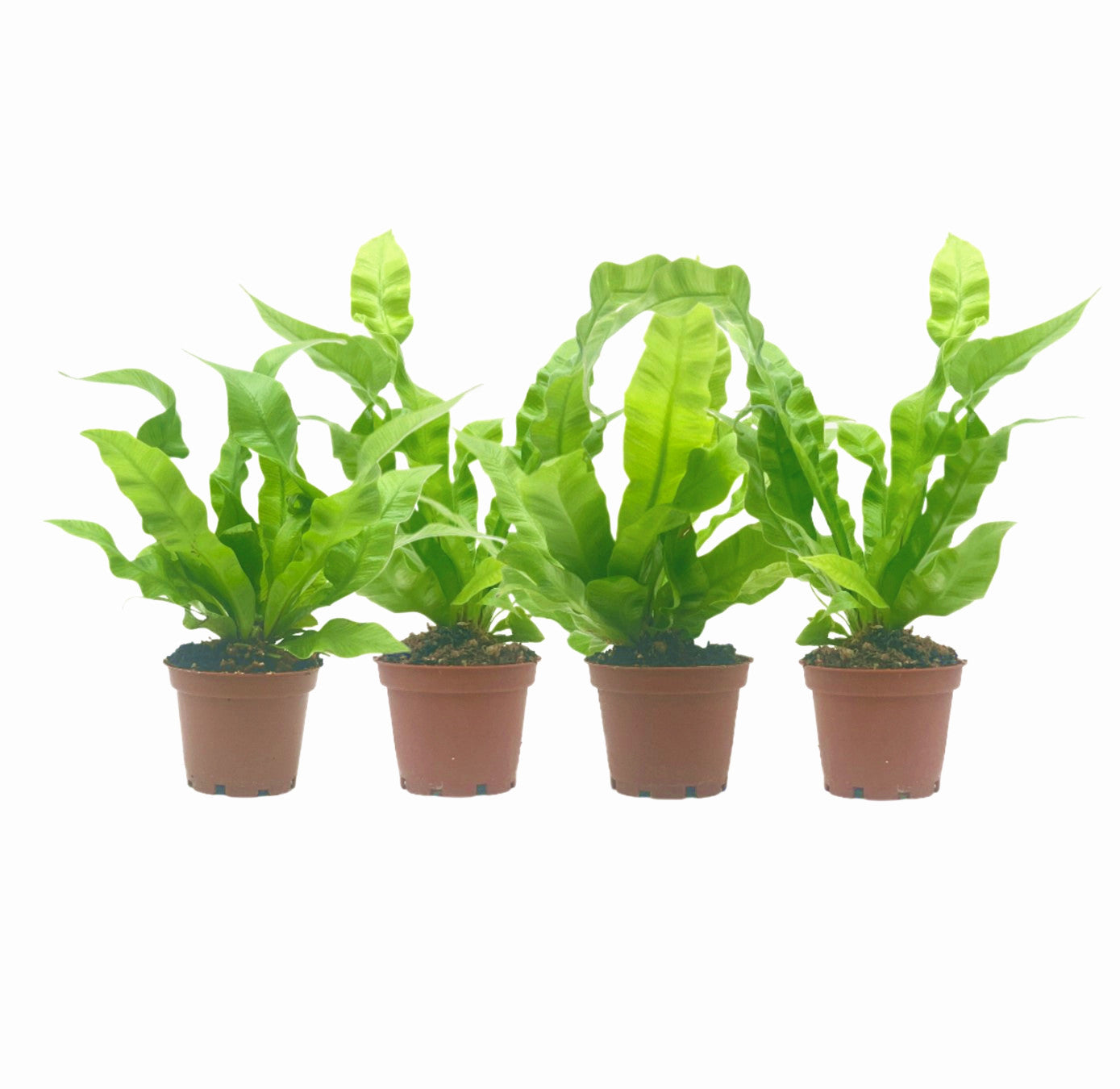 4-PK Crispy Wave Fern, Asplenium nidus 'Crispy Wave,' Live Indoor Air Purifying Plant, Low Light Houseplant, Office Plant, 2.5-in Pot(s)
