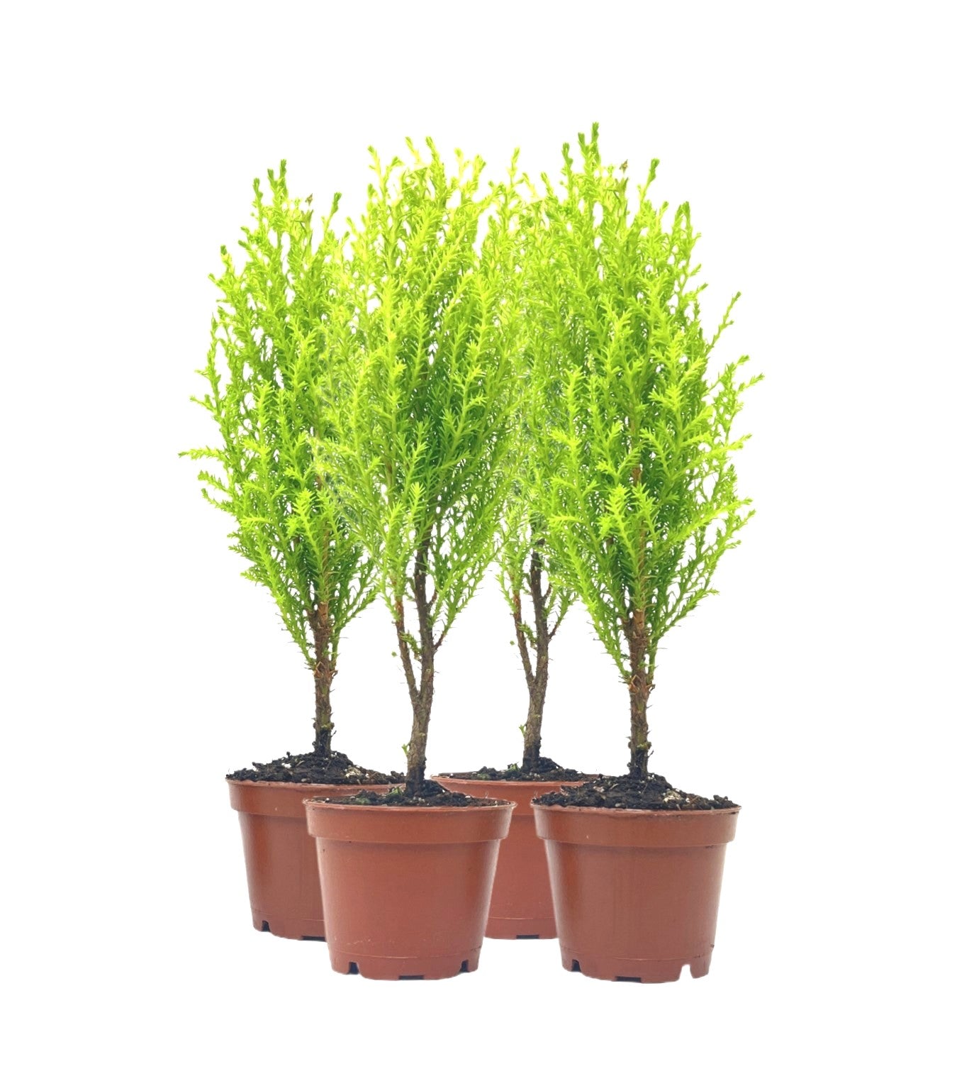 4-PK Live Dwarf Lemon Cypress, Cupressus macrocarpa ‘Goldcrest Wilma,’ Live Indoor Tree, Houseplant, Garden Plant, Fragrant Plant, 2.5-inch Pot(s)