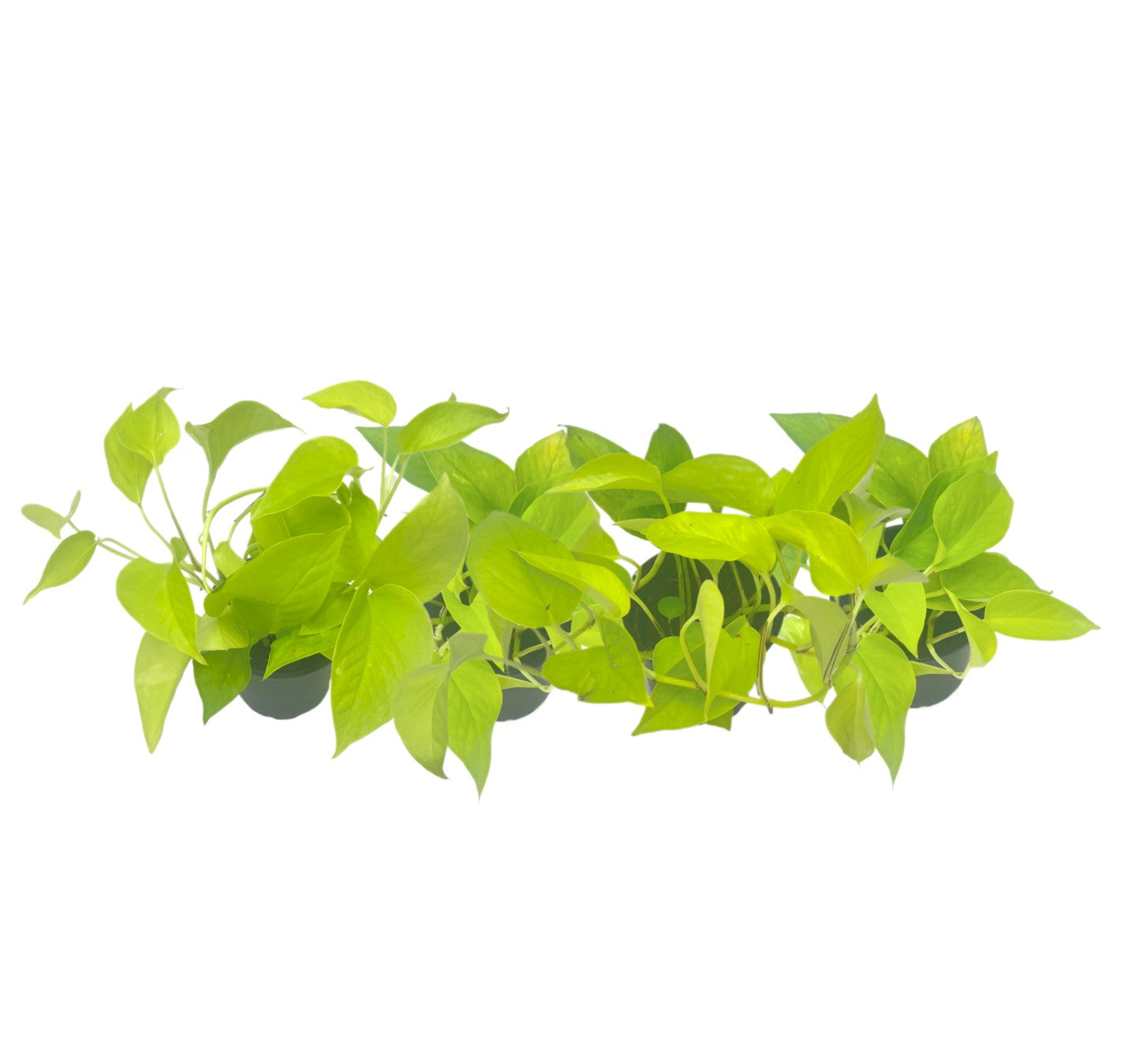 4-PK Live Neon Pothos, Epipremnum aureum 'Neon', Air Purifying Indoor Plant, Low Light Houseplant, Easy Care Plant, 4-inch Pot(s)