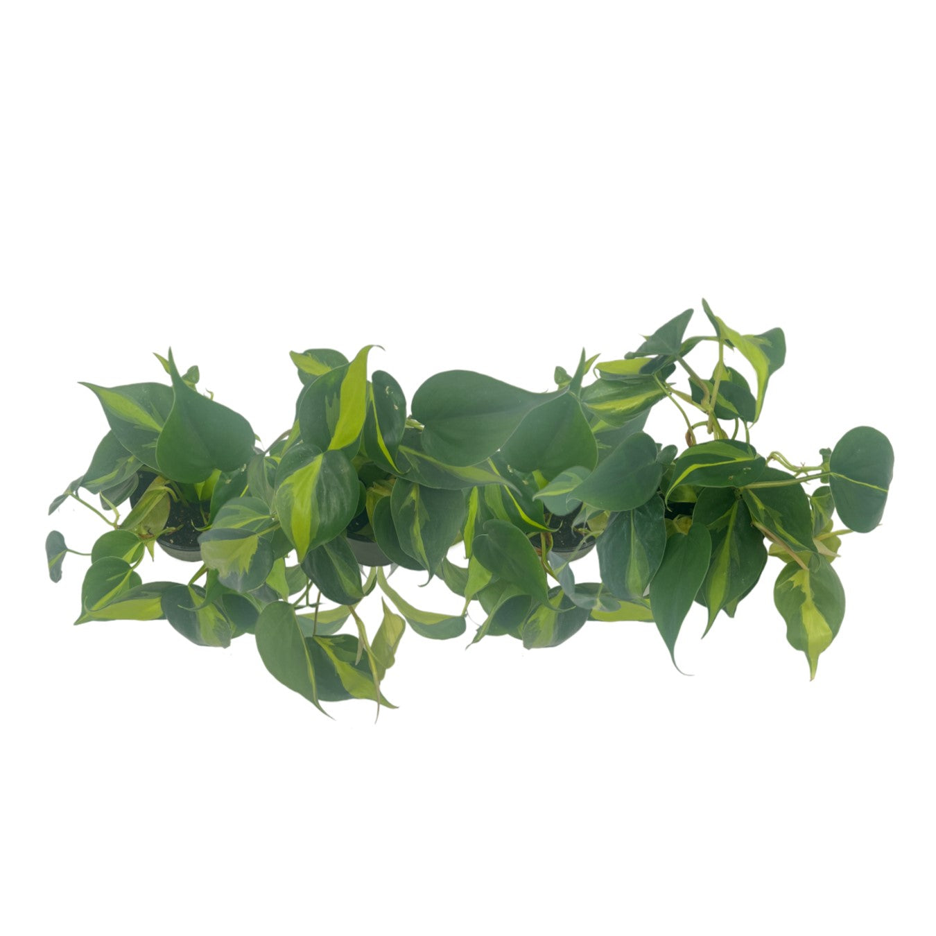 4-PK Philodendron Brasil, Philodendron hederaceum 'Brasil', Air Purifying Indoor Plant, Low Light Houseplant, Trailing Vine Plant, Easy Care Plant, 4" Pot(s)
