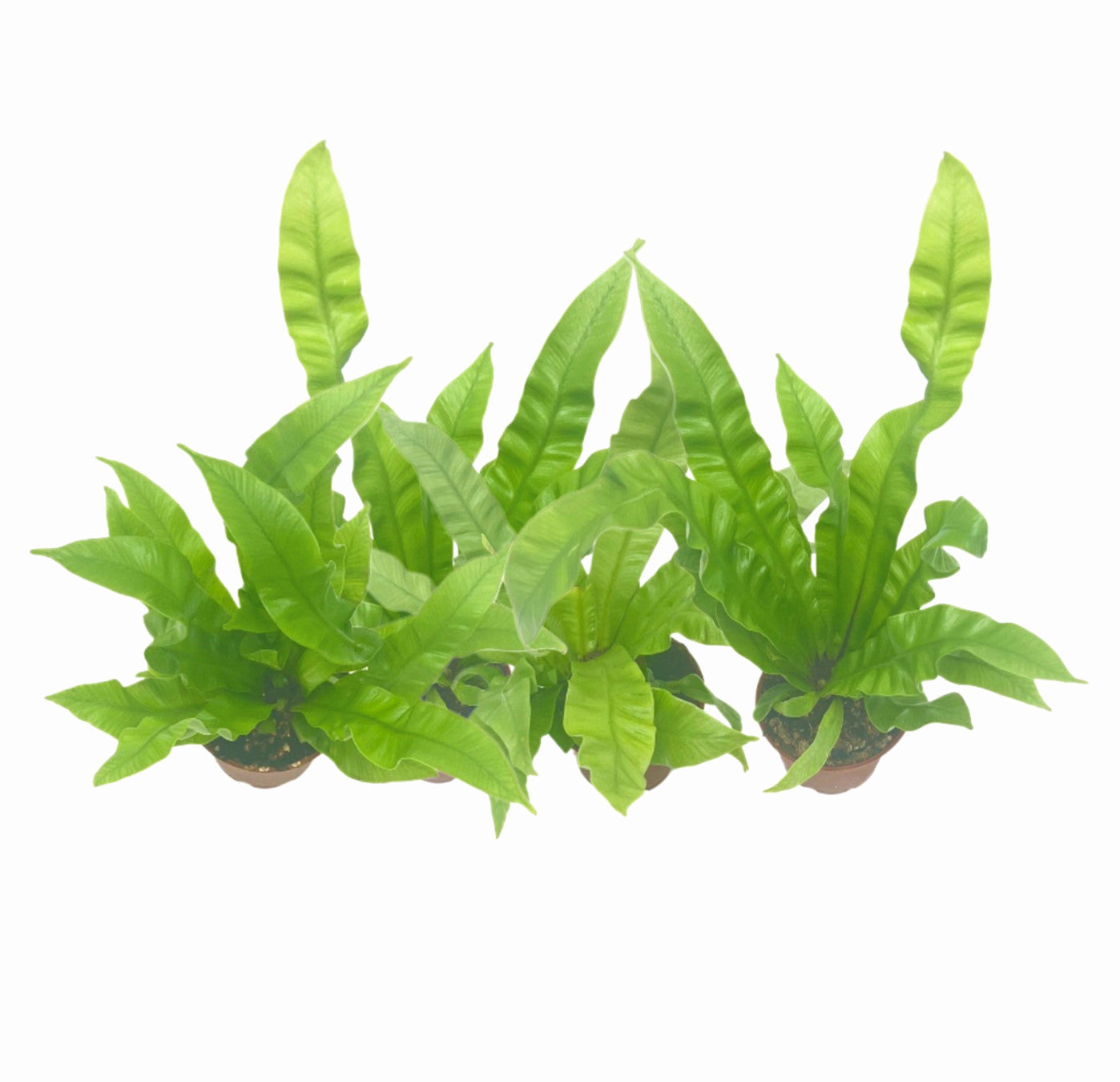 4-PK Crispy Wave Fern, Asplenium nidus 'Crispy Wave,' Live Indoor Air Purifying Plant, Low Light Houseplant, Office Plant, 2.5-in Pot(s)