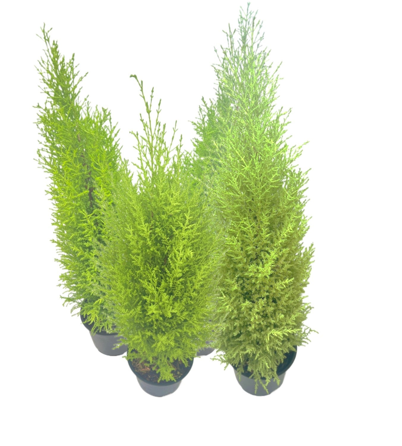 4-PK Live Dwarf Lemon Cypress, Cupressus macrocarpa ‘Goldcrest Wilma,’ Live Indoor Tree, Houseplant, Garden Plant, Fragrant Plant, 6.0-in Pot(s)
