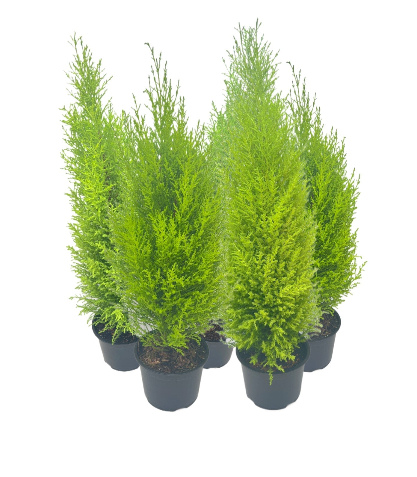 5-PK Live Dwarf Lemon Cypress, Cupressus macrocarpa ‘Goldcrest Wilma,’ Live Indoor Tree, Houseplant, Garden Plant, Fragrant Plant, 6.0-in Pot(s)