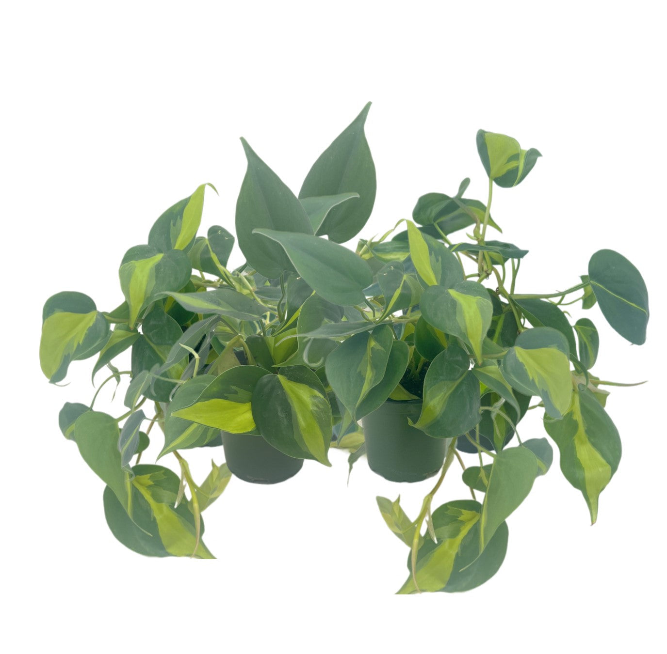 5-PK Philodendron Brasil, Philodendron hederaceum 'Brasil', Air Purifying Indoor Plant, Low Light Houseplant, Trailing Vine Plant, Easy Care Plant, 4" Pot(s)