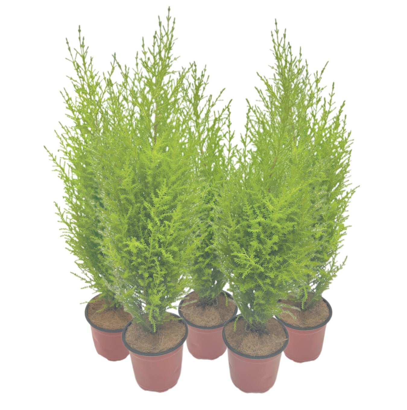 5-PK Live Dwarf Lemon Cypress, Cupressus macrocarpa ‘Goldcrest Wilma,’ Live Indoor Tree, Houseplant, Garden Plant, Fragrant Plant, 4.5-in Pot(s)