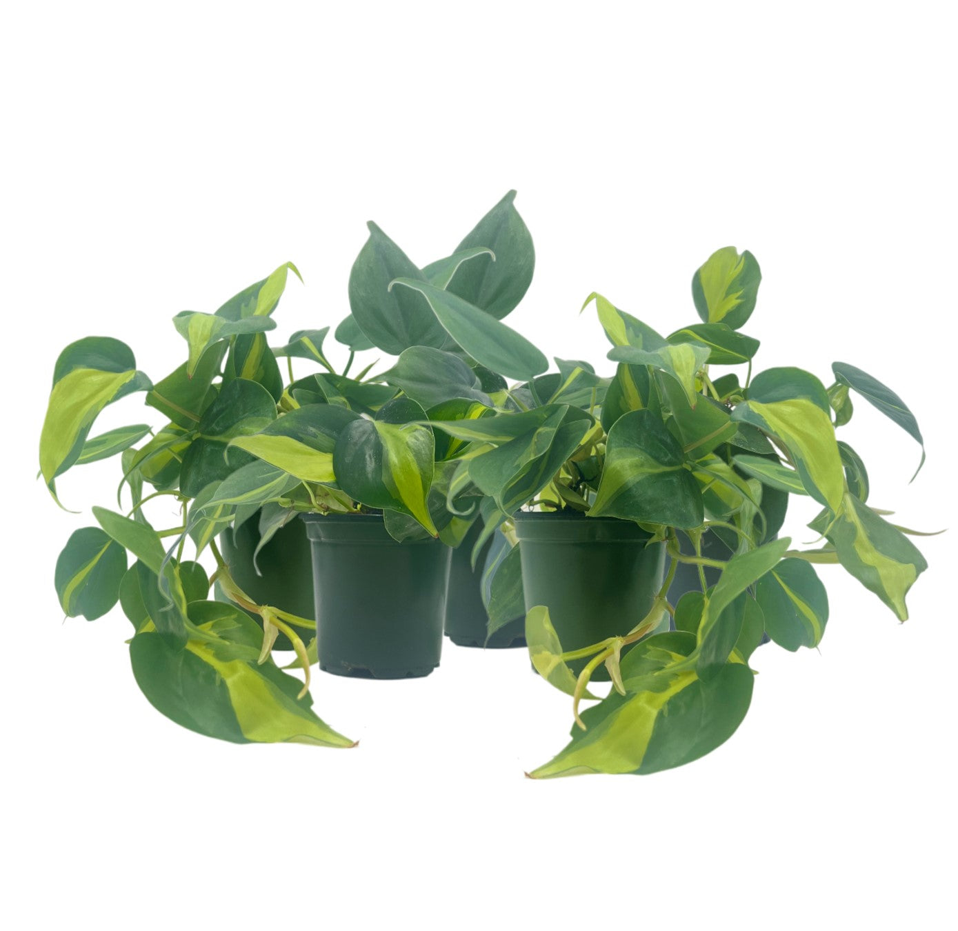 5-PK Philodendron Brasil, Philodendron hederaceum 'Brasil', Air Purifying Indoor Plant, Low Light Houseplant, Trailing Vine Plant, Easy Care Plant, 4" Pot(s)