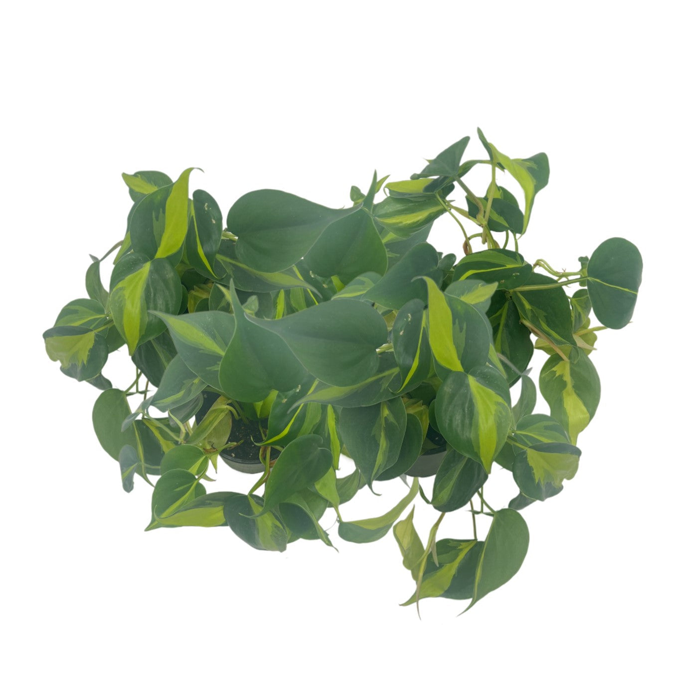 5-PK Philodendron Brasil, Philodendron hederaceum 'Brasil', Air Purifying Indoor Plant, Low Light Houseplant, Trailing Vine Plant, Easy Care Plant, 4" Pot(s)