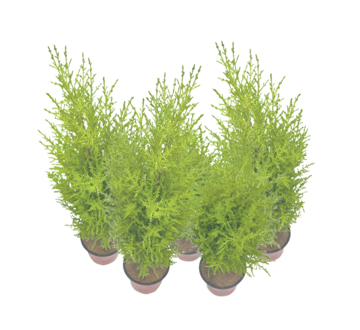 5-PK Live Dwarf Lemon Cypress, Cupressus macrocarpa ‘Goldcrest Wilma,’ Live Indoor Tree, Houseplant, Garden Plant, Fragrant Plant, 4.5-in Pot(s)