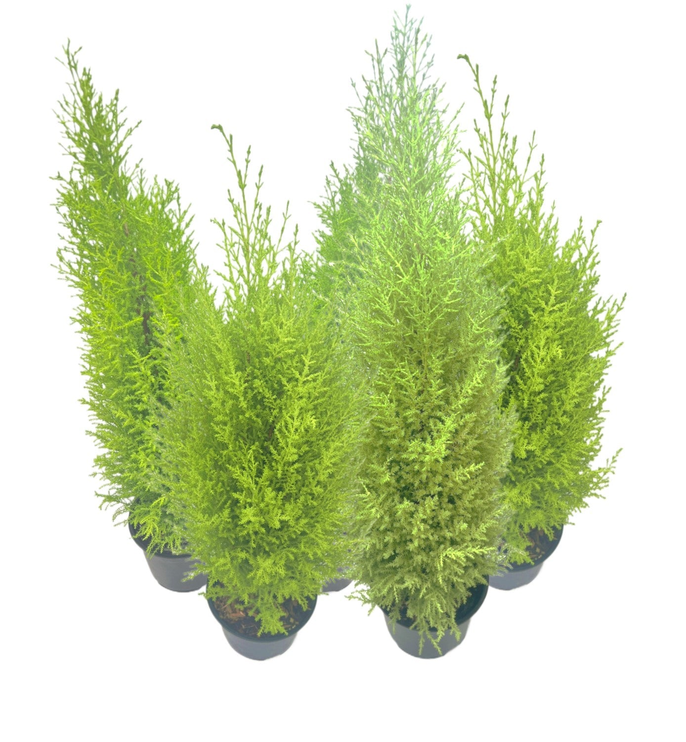 5-PK Live Dwarf Lemon Cypress, Cupressus macrocarpa ‘Goldcrest Wilma,’ Live Indoor Tree, Houseplant, Garden Plant, Fragrant Plant, 6.0-in Pot(s)
