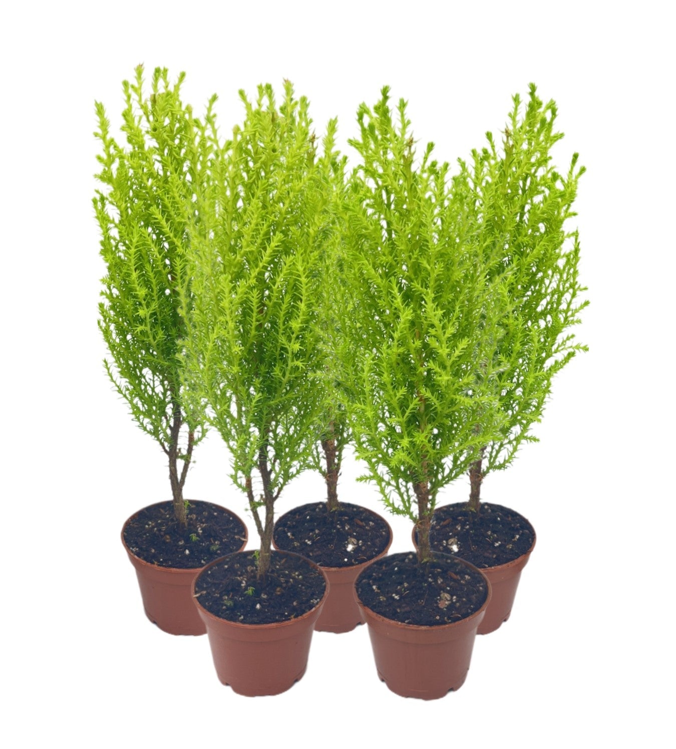 5-PK Live Dwarf Lemon Cypress, Cupressus macrocarpa ‘Goldcrest Wilma,’ Live Indoor Tree, Houseplant, Garden Plant, Fragrant Plant, 2.5-inch Pot(s)