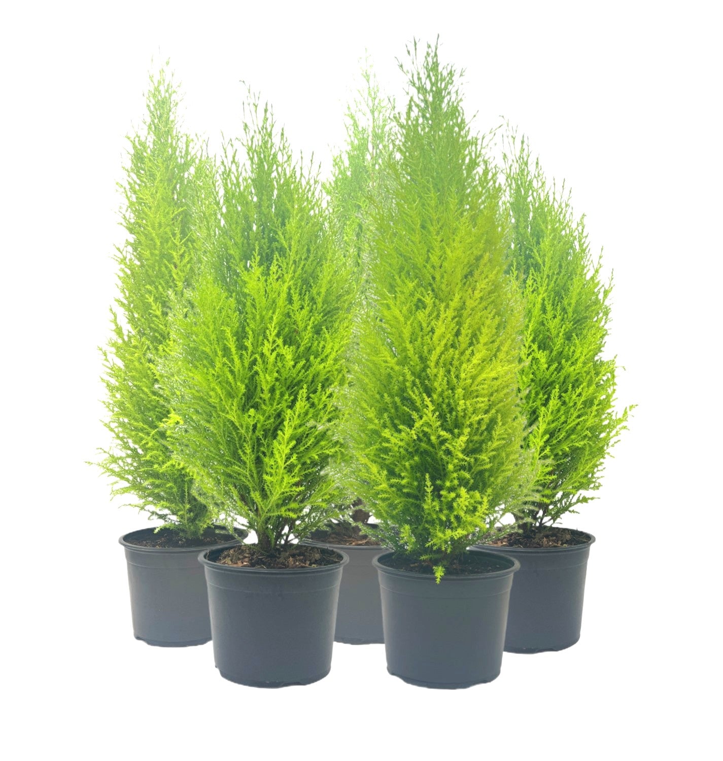 5-PK Live Dwarf Lemon Cypress, Cupressus macrocarpa ‘Goldcrest Wilma,’ Live Indoor Tree, Houseplant, Garden Plant, Fragrant Plant, 6.0-in Pot(s)