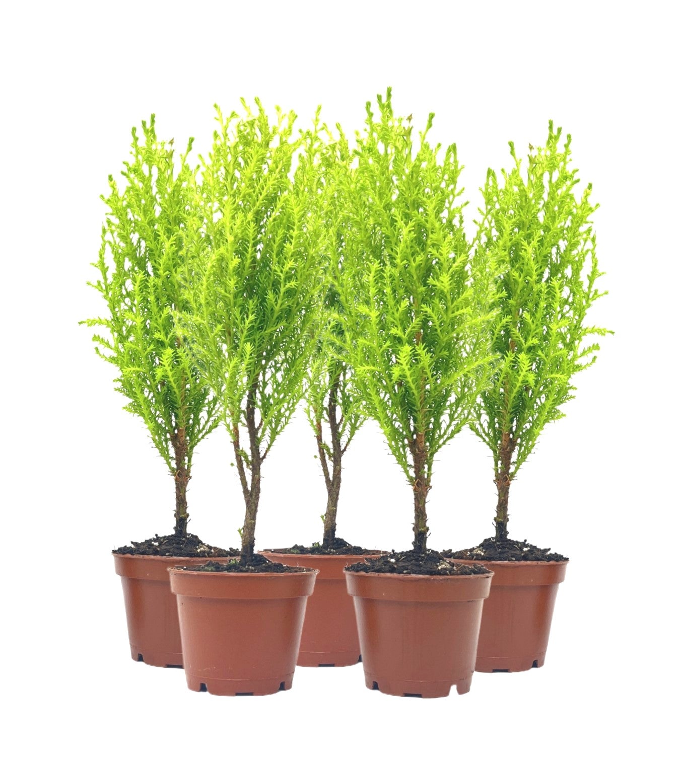 5-PK Live Dwarf Lemon Cypress, Cupressus macrocarpa ‘Goldcrest Wilma,’ Live Indoor Tree, Houseplant, Garden Plant, Fragrant Plant, 2.5-inch Pot(s)