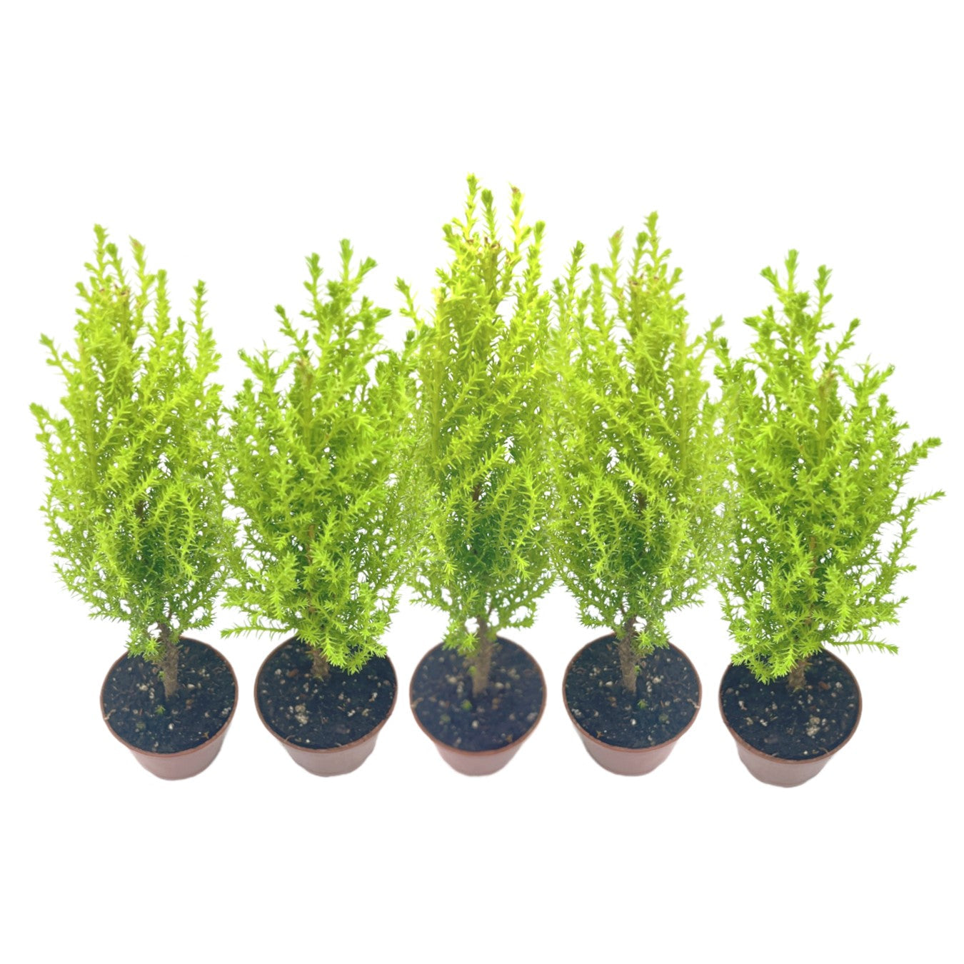 5-PK Live Dwarf Lemon Cypress, Cupressus macrocarpa ‘Goldcrest Wilma,’ Live Indoor Tree, Houseplant, Garden Plant, Fragrant Plant, 2.5-inch Pot(s)