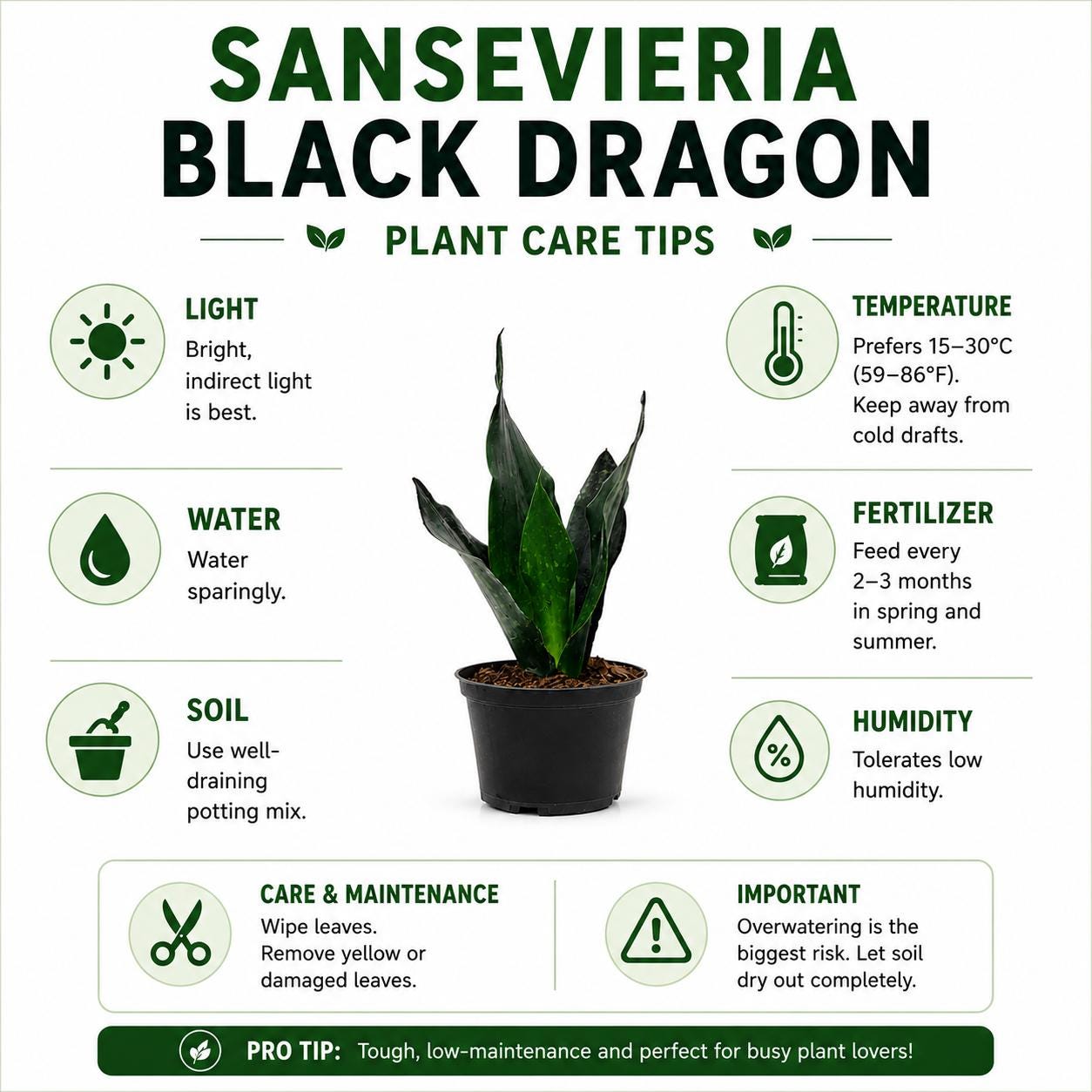 Sansevieria Black Dragon Snake Plant in 6-Inch Nursery Pot – Easy Low Light Indoor Houseplant