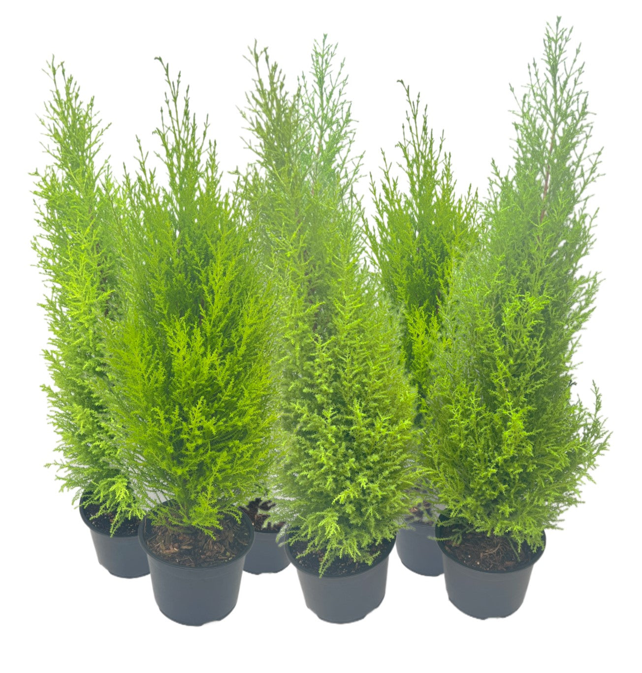 6-PK Live Dwarf Lemon Cypress, Cupressus macrocarpa ‘Goldcrest Wilma,’ Live Indoor Tree, Houseplant, Garden Plant, Fragrant Plant, 6.0-in Pot(s)