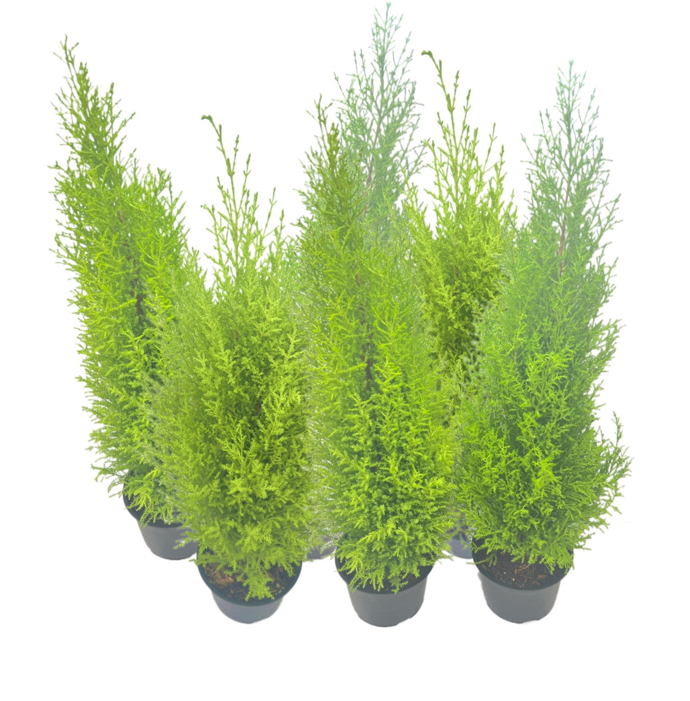 6-PK Live Dwarf Lemon Cypress, Cupressus macrocarpa ‘Goldcrest Wilma,’ Live Indoor Tree, Houseplant, Garden Plant, Fragrant Plant, 6.0-in Pot(s)