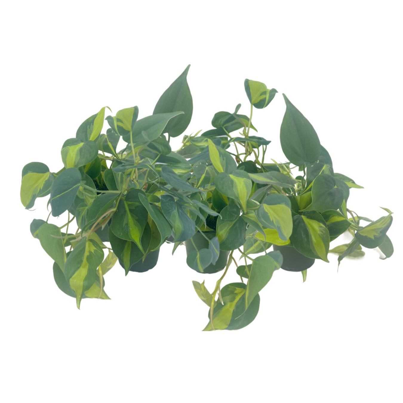 6-PK Philodendron Brasil, Philodendron hederaceum 'Brasil', Air Purifying Indoor Plant, Low Light Houseplant, Trailing Vine Plant, Easy Care Plant, 4" Pot(s)