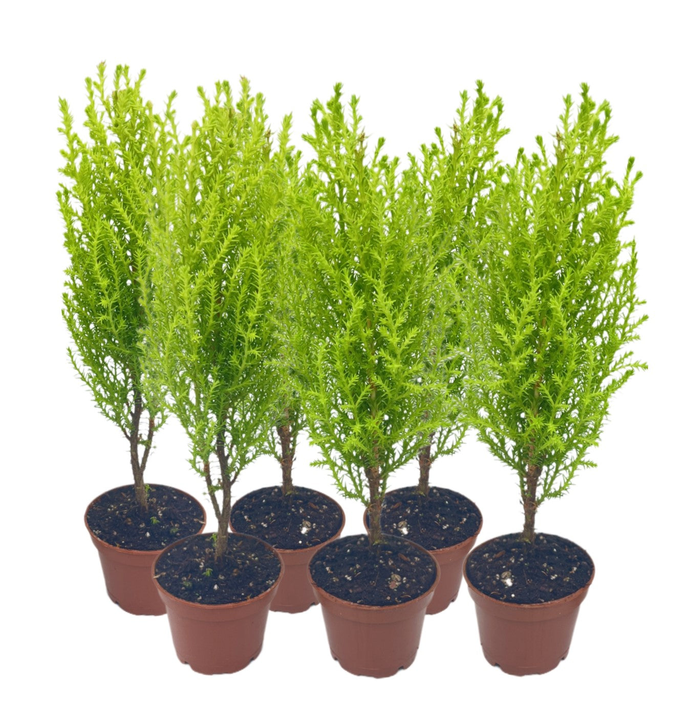 6-PK Live Dwarf Lemon Cypress, Cupressus macrocarpa ‘Goldcrest Wilma,’ Live Indoor Tree, Houseplant, Garden Plant, Fragrant Plant, 2.5-inch Pot(s)