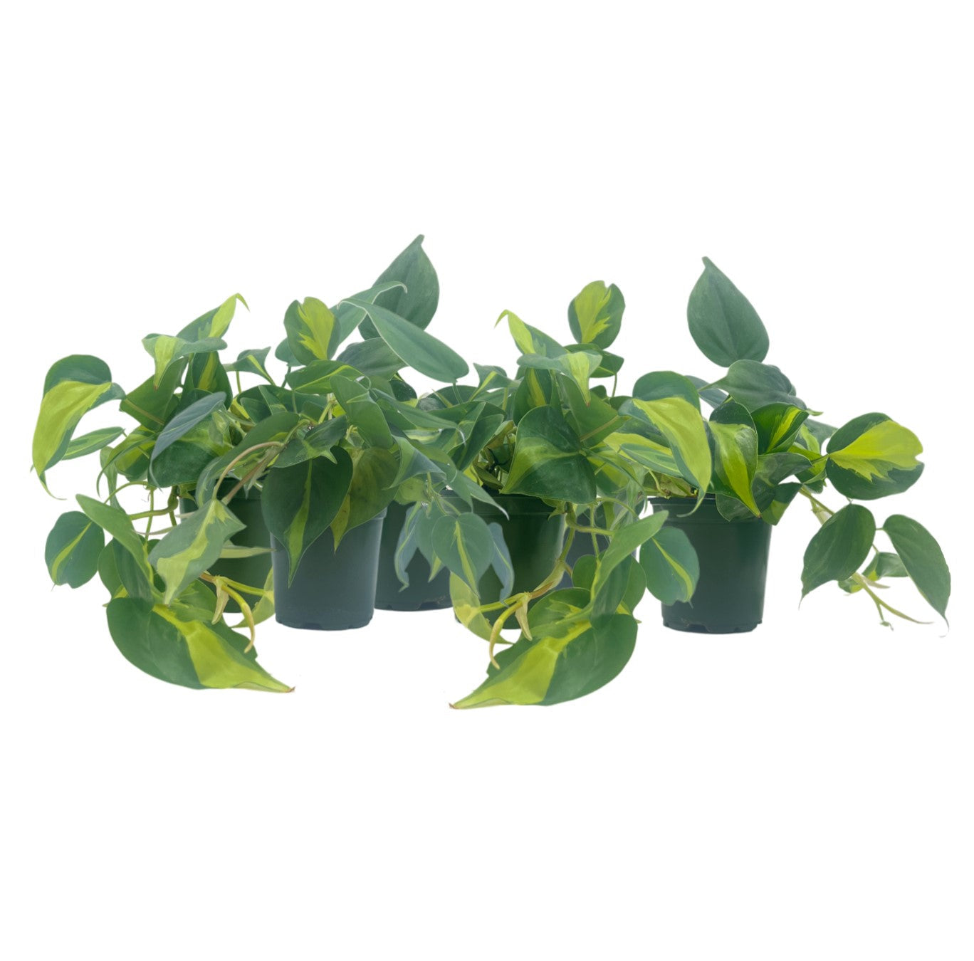6-PK Philodendron Brasil, Philodendron hederaceum 'Brasil', Air Purifying Indoor Plant, Low Light Houseplant, Trailing Vine Plant, Easy Care Plant, 4" Pot(s)