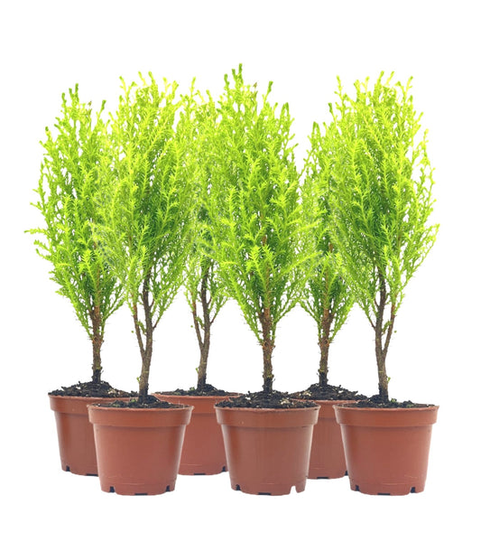 6-PK Live Dwarf Lemon Cypress, Cupressus macrocarpa ‘Goldcrest Wilma,’ Live Indoor Tree, Houseplant, Garden Plant, Fragrant Plant, 2.5-inch Pot(s)