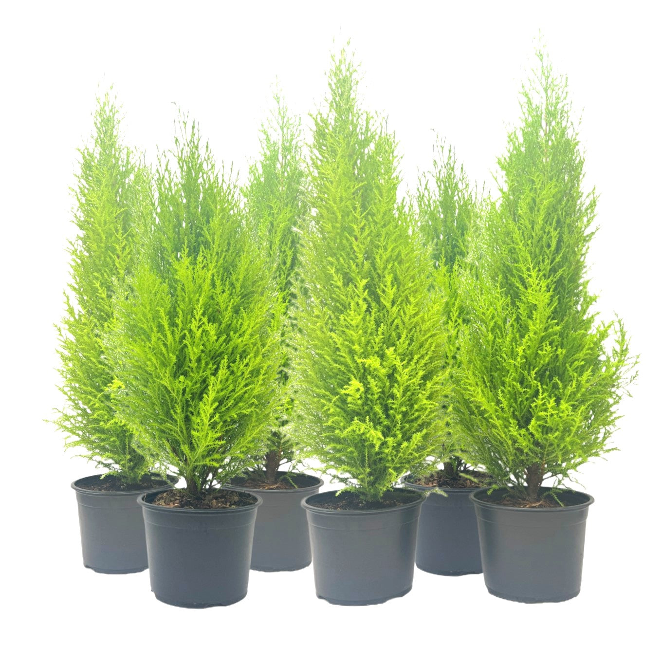 6-PK Live Dwarf Lemon Cypress, Cupressus macrocarpa ‘Goldcrest Wilma,’ Live Indoor Tree, Houseplant, Garden Plant, Fragrant Plant, 6.0-in Pot(s)