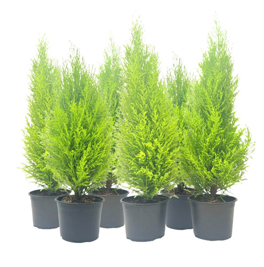 6-PK Live Dwarf Lemon Cypress, Cupressus macrocarpa ‘Goldcrest Wilma,’ Live Indoor Tree, Houseplant, Garden Plant, Fragrant Plant, 6.0-in Pot(s)