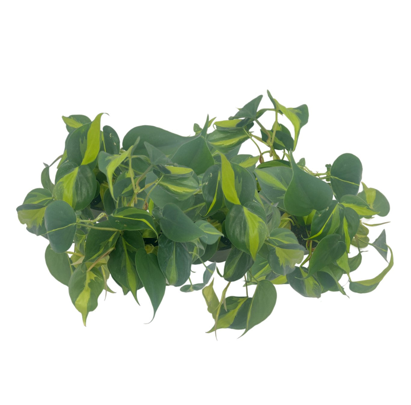 6-PK Philodendron Brasil, Philodendron hederaceum 'Brasil', Air Purifying Indoor Plant, Low Light Houseplant, Trailing Vine Plant, Easy Care Plant, 4" Pot(s)