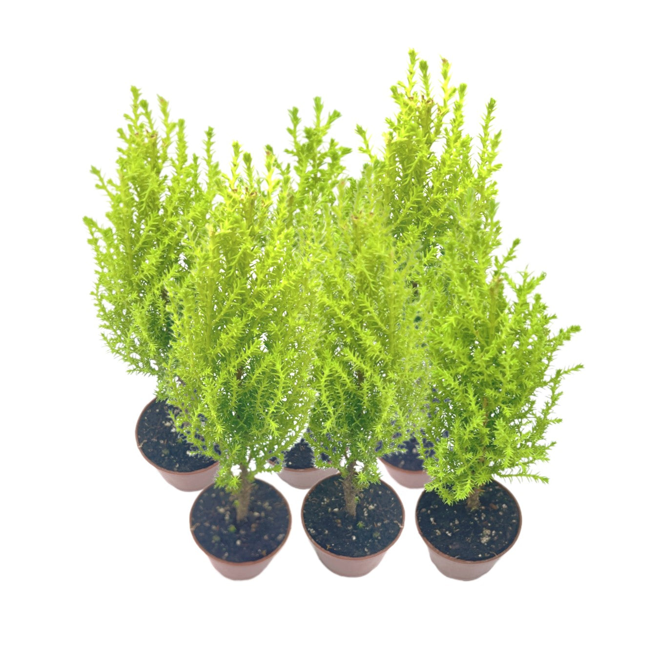 6-PK Live Dwarf Lemon Cypress, Cupressus macrocarpa ‘Goldcrest Wilma,’ Live Indoor Tree, Houseplant, Garden Plant, Fragrant Plant, 2.5-inch Pot(s)