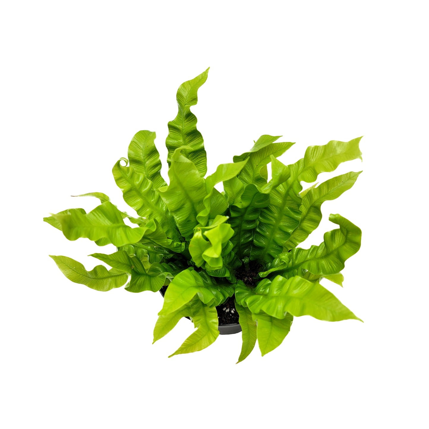 Crispy Wave Fern, Asplenium Nidus, Birds Nest Fern – Houseplants, Gift Plants, Bathroom Plants, Terrarium Plants, Air Purifier – 6” Pot