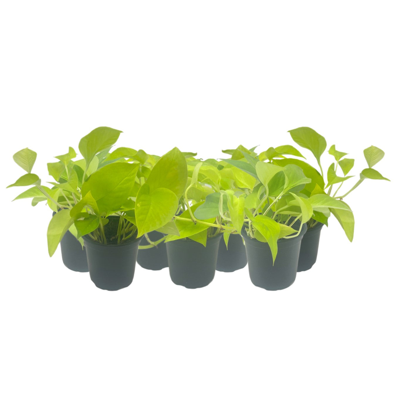 7-PK Live Neon Pothos, Epipremnum aureum 'Neon', Air Purifying Indoor Plant, Low Light Houseplant, Easy Care Plant, 4-inch Pot(s)