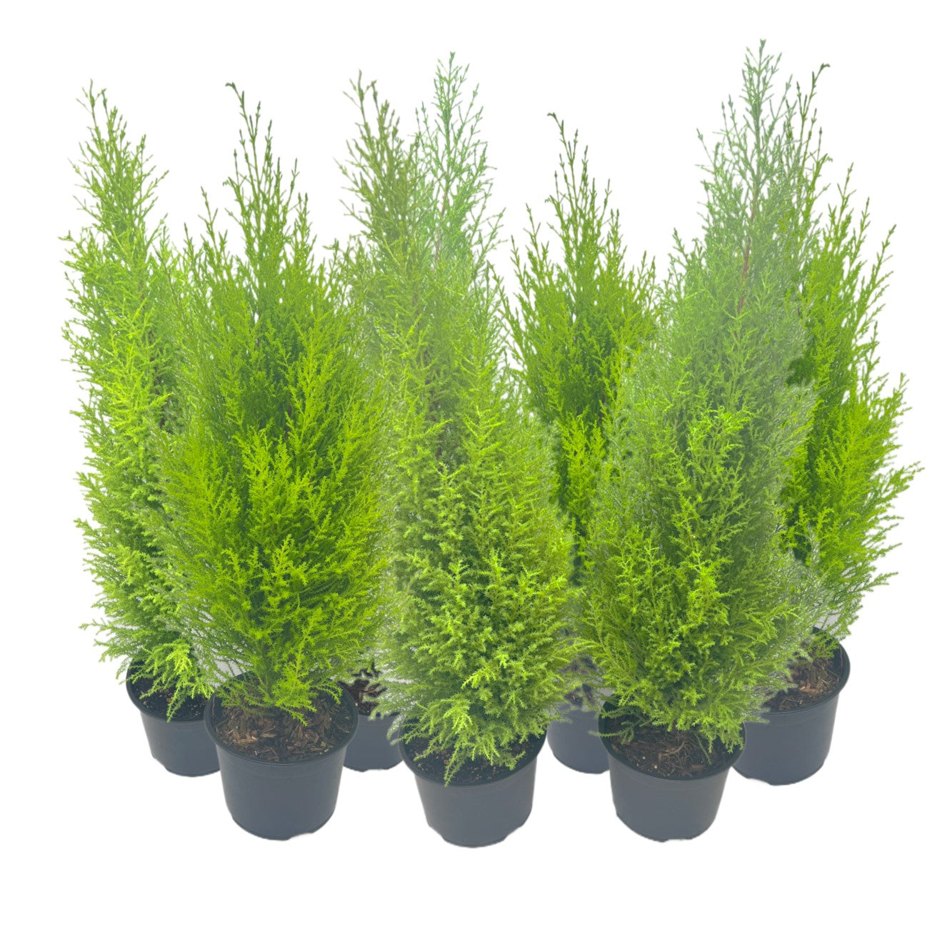 7-PK Live Dwarf Lemon Cypress, Cupressus macrocarpa ‘Goldcrest Wilma,’ Live Indoor Tree, Houseplant, Garden Plant, Fragrant Plant, 6.0-in Pot(s)