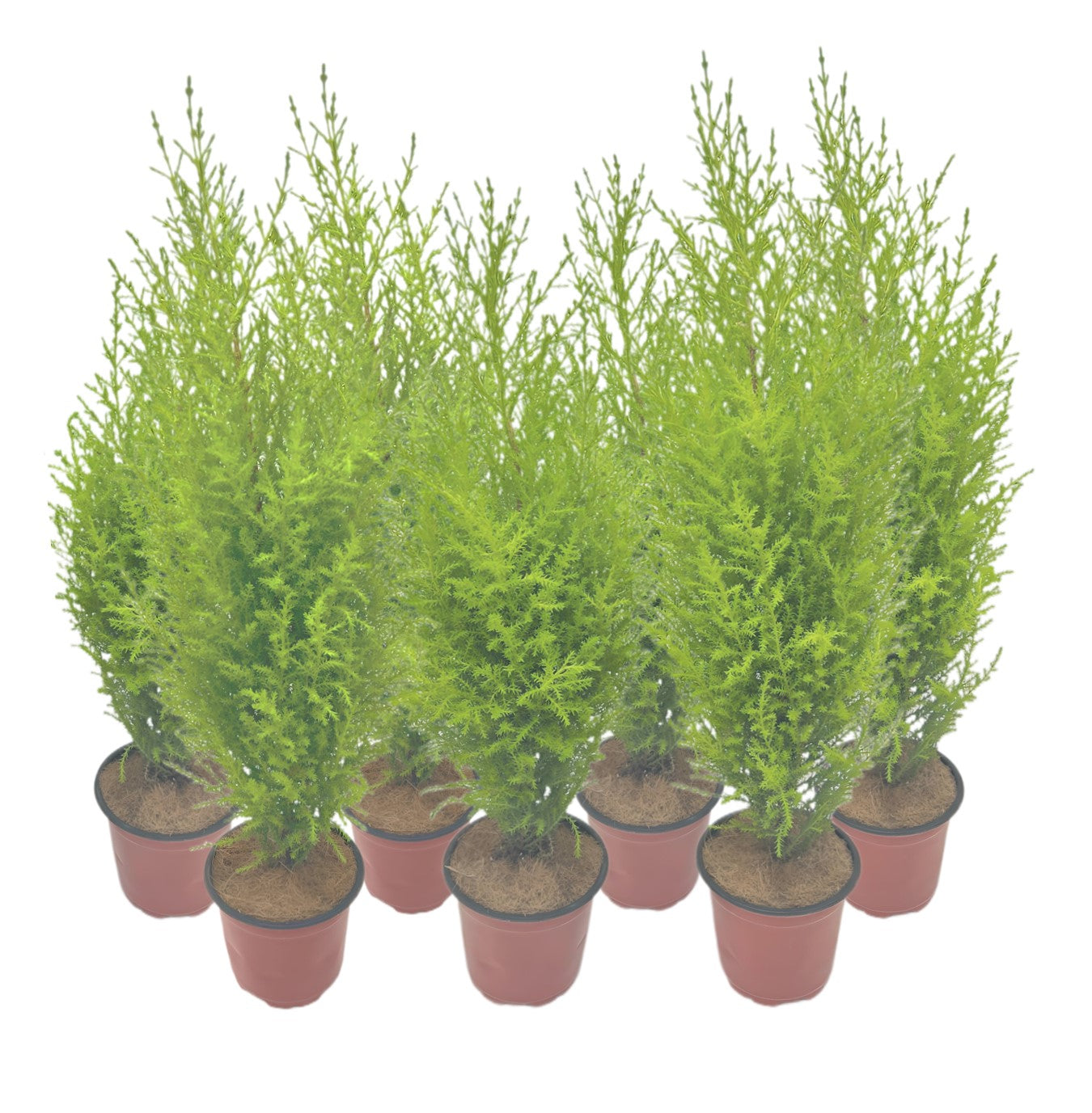 7-PK Live Dwarf Lemon Cypress, Cupressus macrocarpa ‘Goldcrest Wilma,’ Live Indoor Tree, Houseplant, Garden Plant, Fragrant Plant, 4.5-in Pot(s)