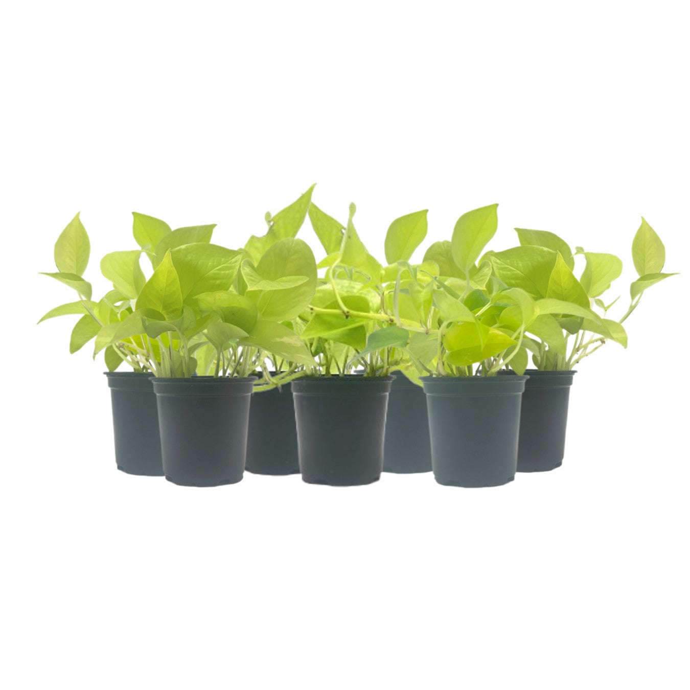 7-PK Live Neon Pothos, Epipremnum aureum 'Neon', Air Purifying Indoor Plant, Low Light Houseplant, Easy Care Plant, 4-inch Pot(s)