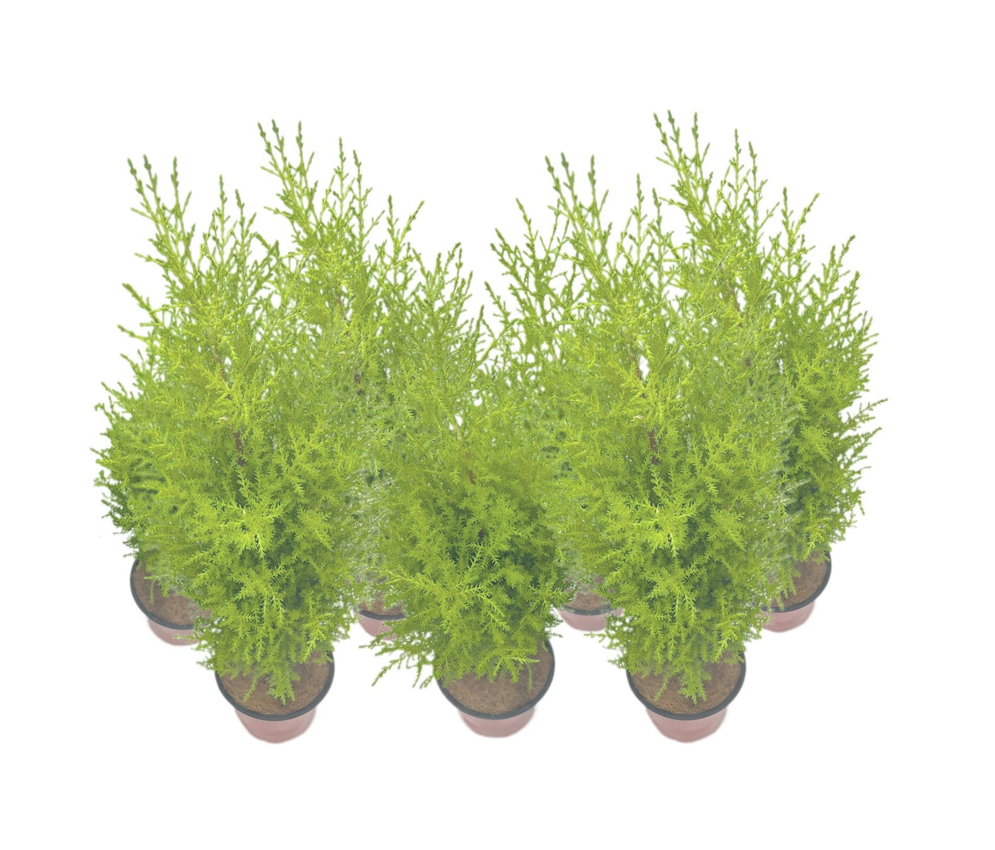 7-PK Live Dwarf Lemon Cypress, Cupressus macrocarpa ‘Goldcrest Wilma,’ Live Indoor Tree, Houseplant, Garden Plant, Fragrant Plant, 4.5-in Pot(s)
