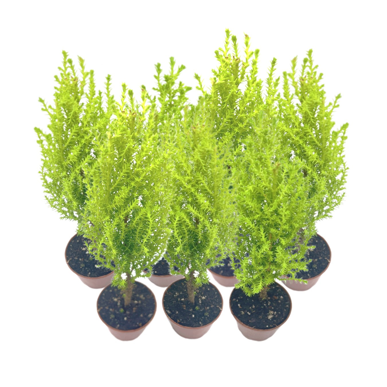 7-PK Live Dwarf Lemon Cypress, Cupressus macrocarpa ‘Goldcrest Wilma,’ Live Indoor Tree, Houseplant, Garden Plant, Fragrant Plant, 2.5-inch Pot(s)