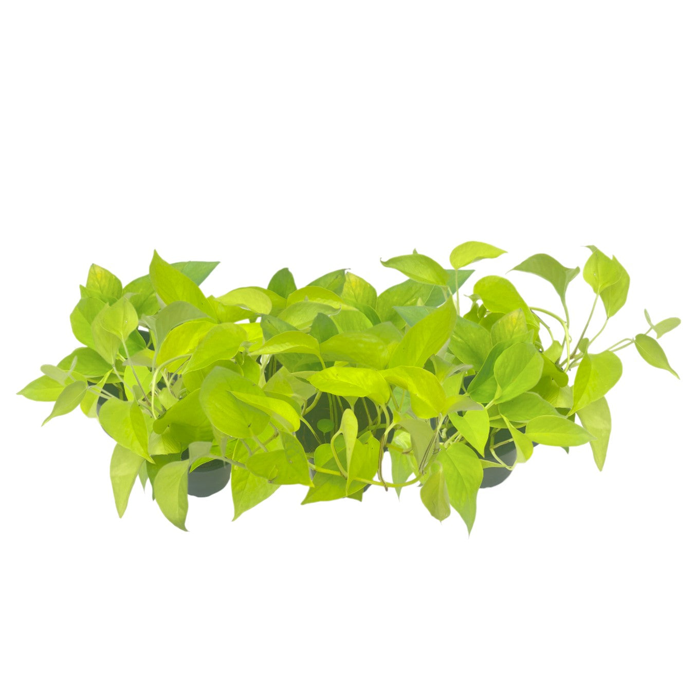 7-PK Live Neon Pothos, Epipremnum aureum 'Neon', Air Purifying Indoor Plant, Low Light Houseplant, Easy Care Plant, 4-inch Pot(s)
