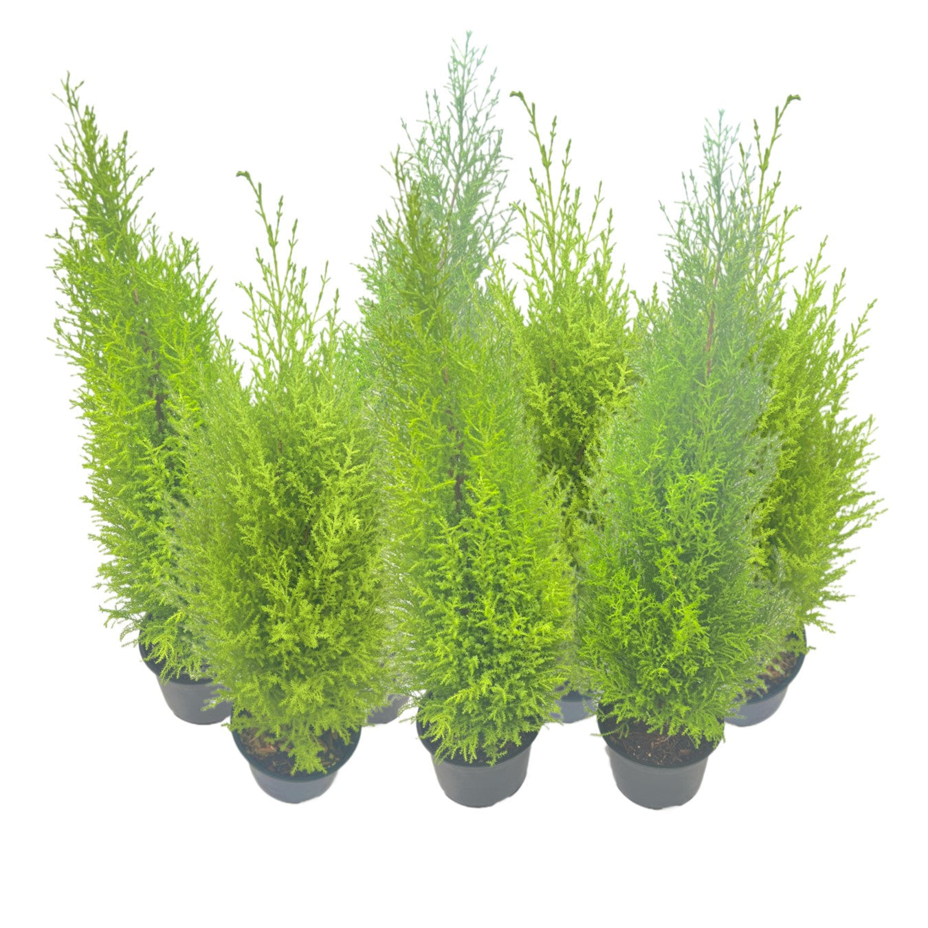 7-PK Live Dwarf Lemon Cypress, Cupressus macrocarpa ‘Goldcrest Wilma,’ Live Indoor Tree, Houseplant, Garden Plant, Fragrant Plant, 6.0-in Pot(s)