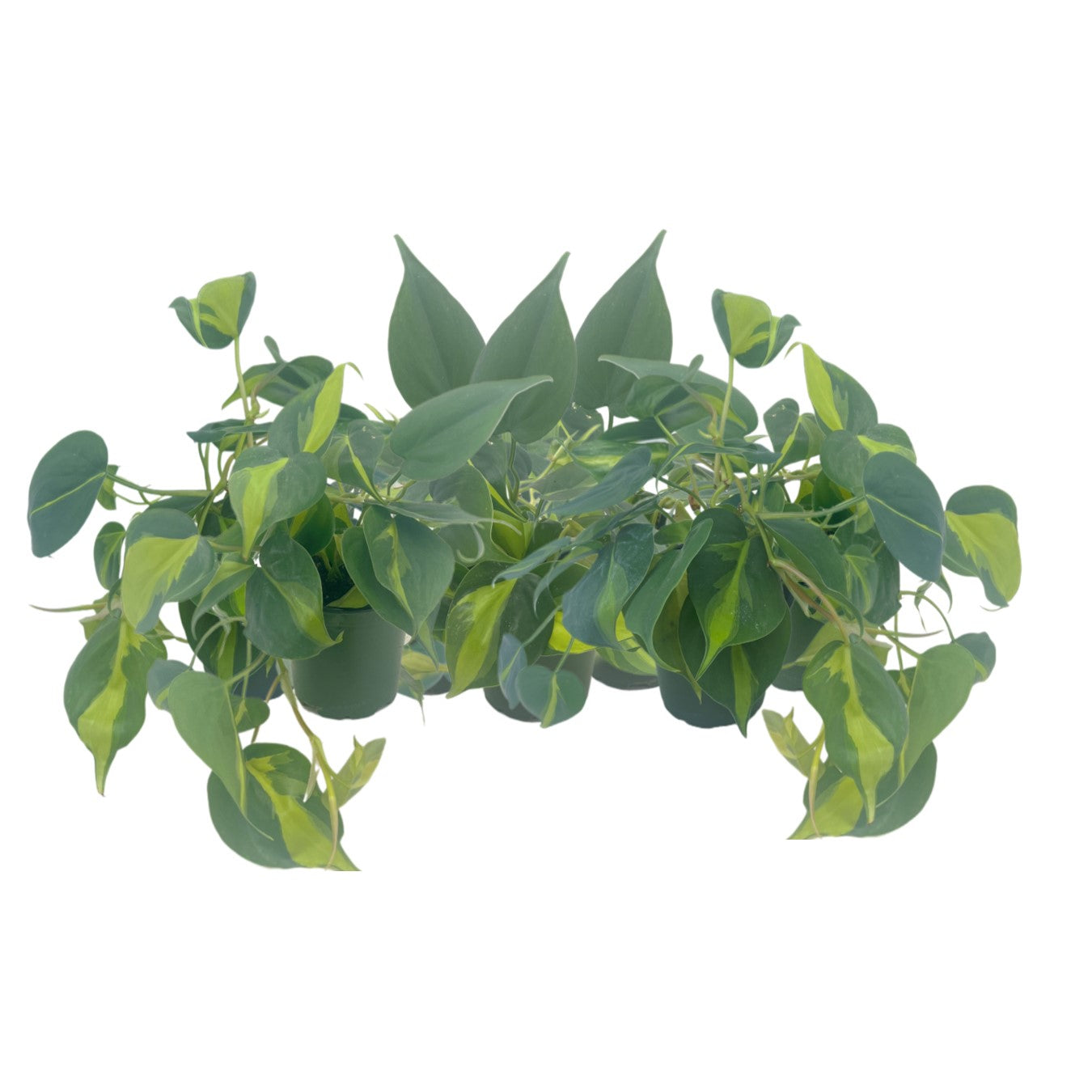 7-PK Philodendron Brasil, Philodendron hederaceum 'Brasil', Air Purifying Indoor Plant, Low Light Houseplant, Trailing Vine Plant, Easy Care Plant, 4" Pot(s)