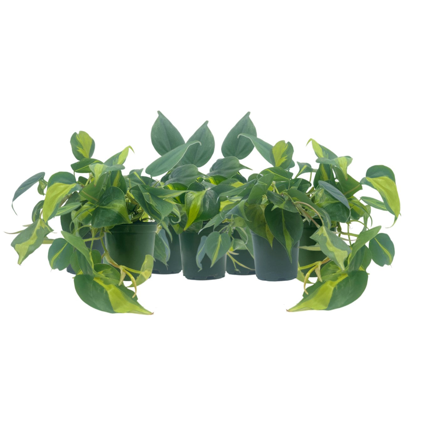 7-PK Philodendron Brasil, Philodendron hederaceum 'Brasil', Air Purifying Indoor Plant, Low Light Houseplant, Trailing Vine Plant, Easy Care Plant, 4" Pot(s)
