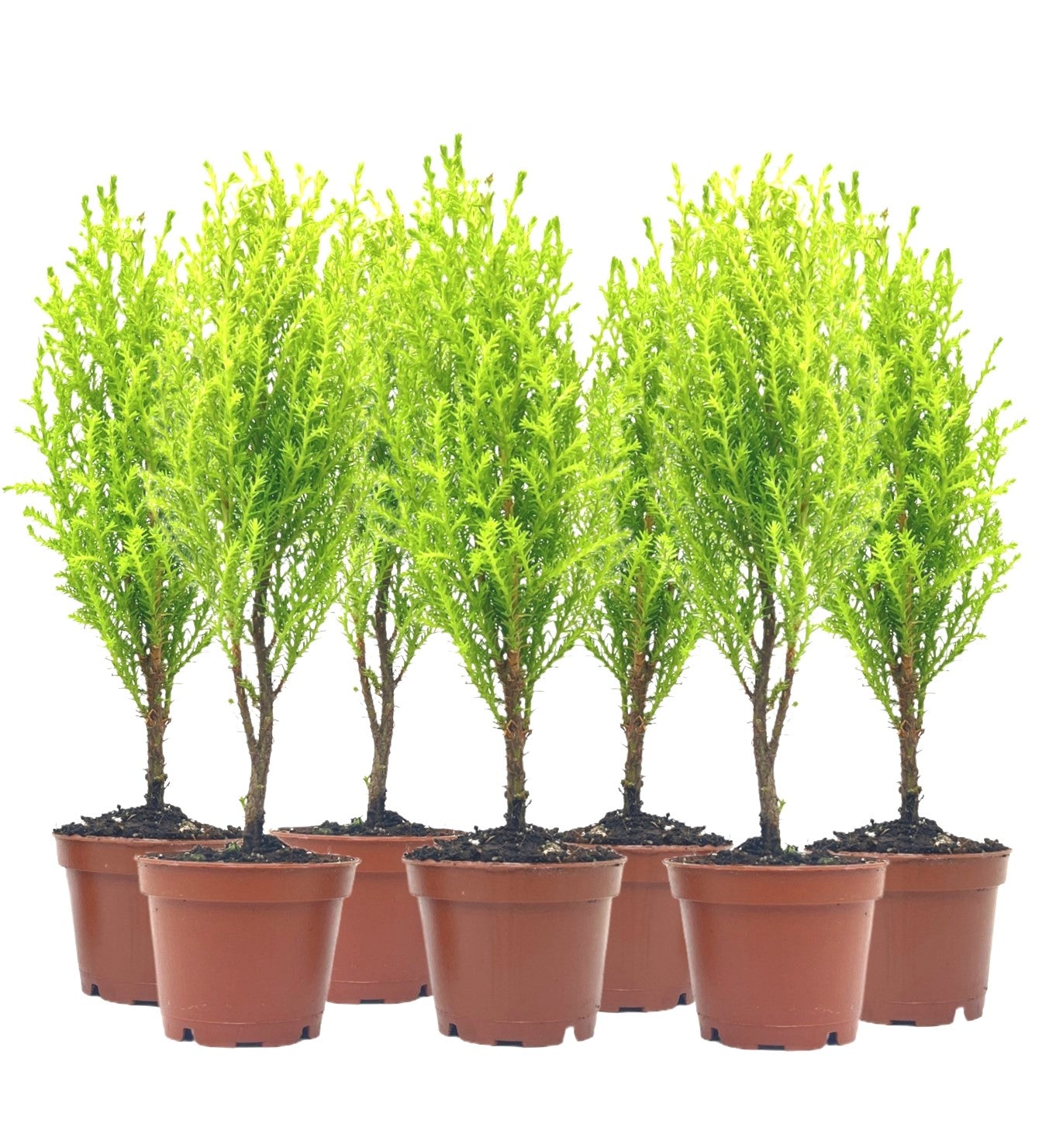 7-PK Live Dwarf Lemon Cypress, Cupressus macrocarpa ‘Goldcrest Wilma,’ Live Indoor Tree, Houseplant, Garden Plant, Fragrant Plant, 2.5-inch Pot(s)