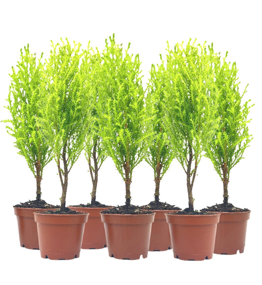 7-PK Live Dwarf Lemon Cypress, Cupressus macrocarpa ‘Goldcrest Wilma,’ Live Indoor Tree, Houseplant, Garden Plant, Fragrant Plant, 2.5-inch Pot(s)