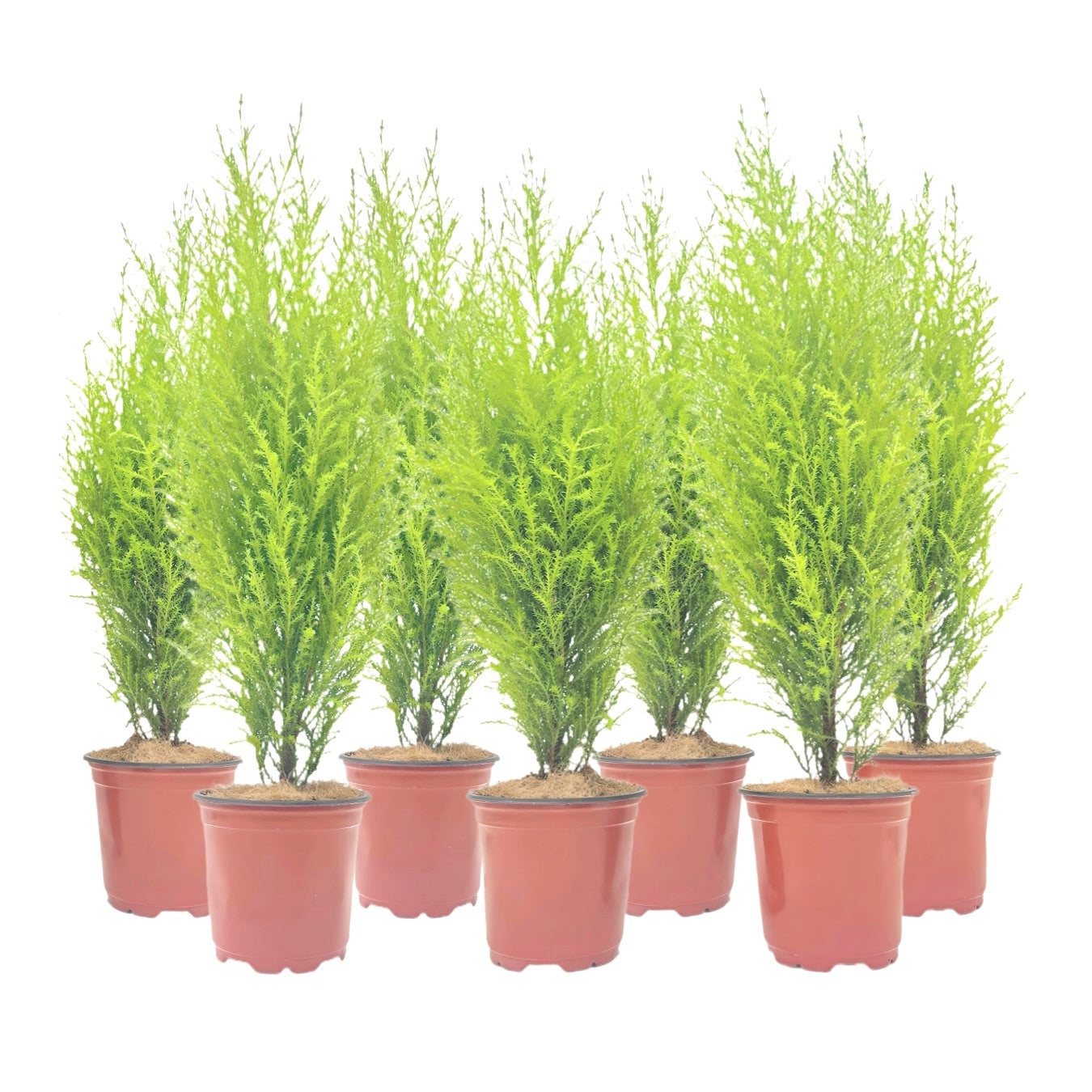 7-PK Live Dwarf Lemon Cypress, Cupressus macrocarpa ‘Goldcrest Wilma,’ Live Indoor Tree, Houseplant, Garden Plant, Fragrant Plant, 4.5-in Pot(s)