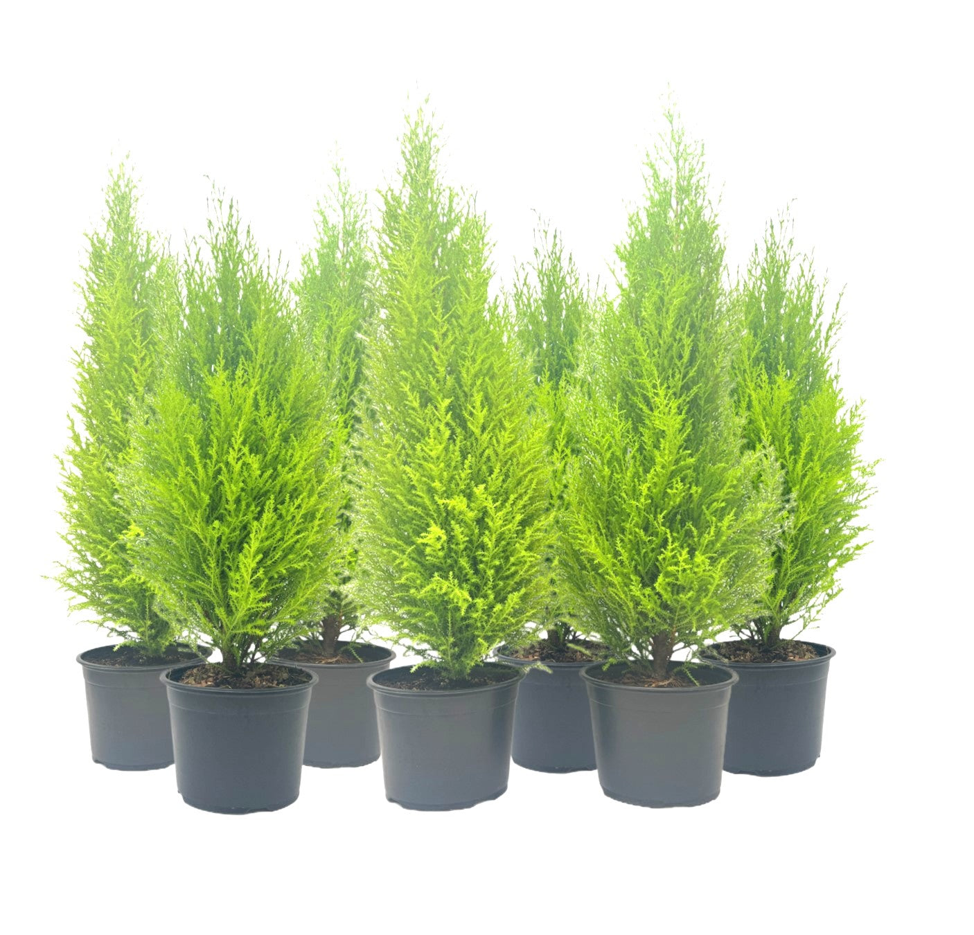 7-PK Live Dwarf Lemon Cypress, Cupressus macrocarpa ‘Goldcrest Wilma,’ Live Indoor Tree, Houseplant, Garden Plant, Fragrant Plant, 6.0-in Pot(s)