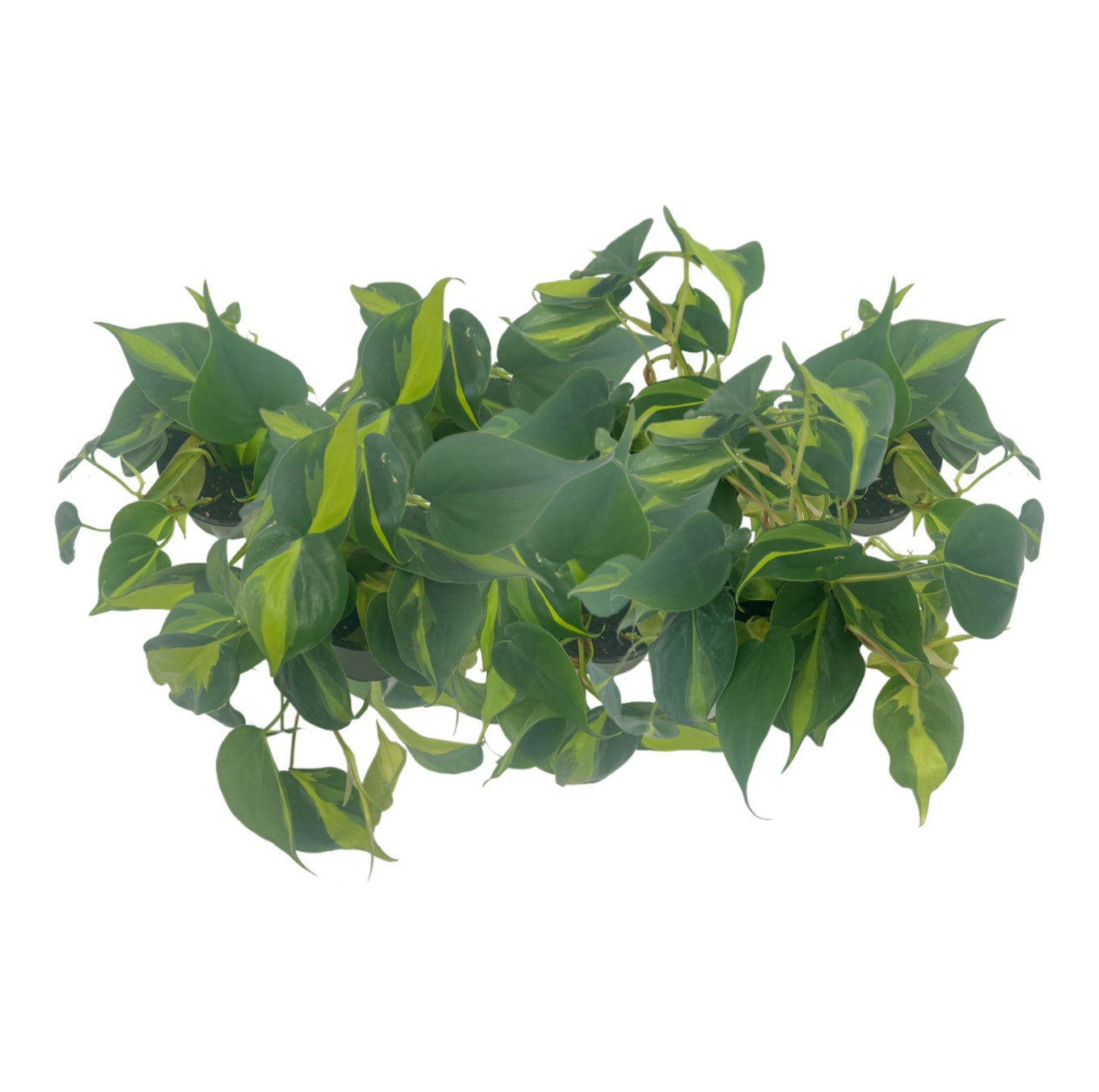 7-PK Philodendron Brasil, Philodendron hederaceum 'Brasil', Air Purifying Indoor Plant, Low Light Houseplant, Trailing Vine Plant, Easy Care Plant, 4" Pot(s)