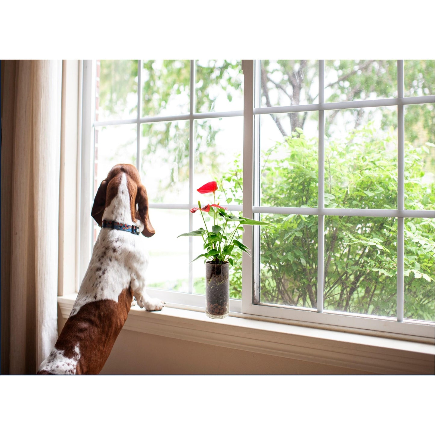 Anthurium in Glass Vase with LECA Pebbles for Drainage – Flowering Plant, Air Purifier, Indoor Plants, Houseplants, Free Heat Pack