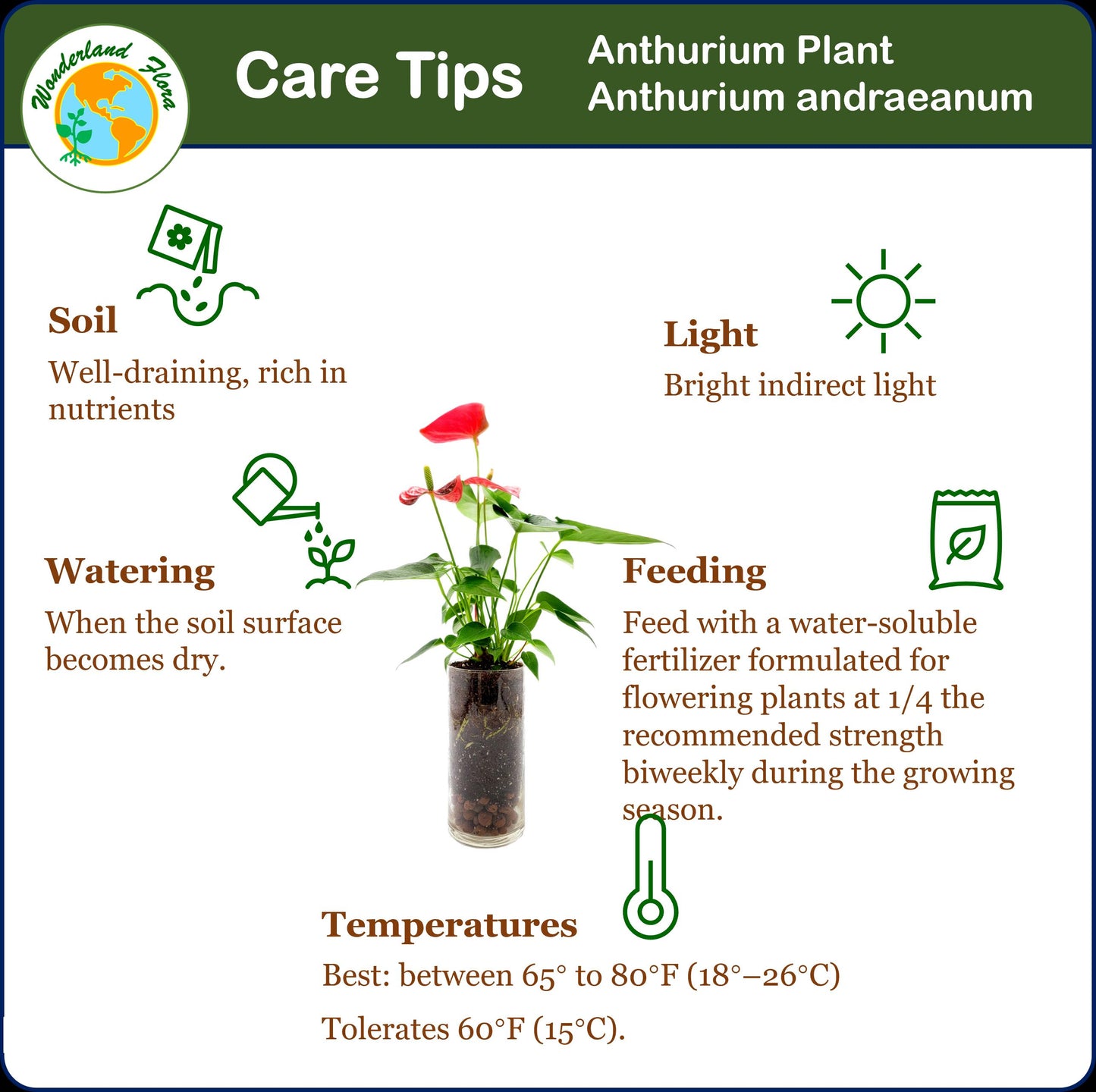 Anthurium in Glass Vase with LECA Pebbles for Drainage – Flowering Plant, Air Purifier, Indoor Plants, Houseplants, Free Heat Pack