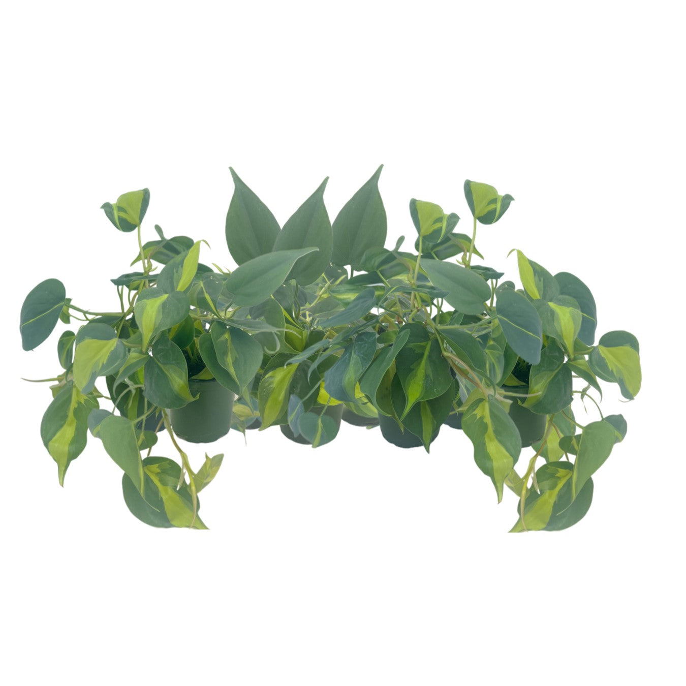 8-PK Philodendron Brasil, Philodendron hederaceum 'Brasil', Air Purifying Indoor Plant, Low Light Houseplant, Trailing Vine Plant, Easy Care Plant, 4" Pot(s)