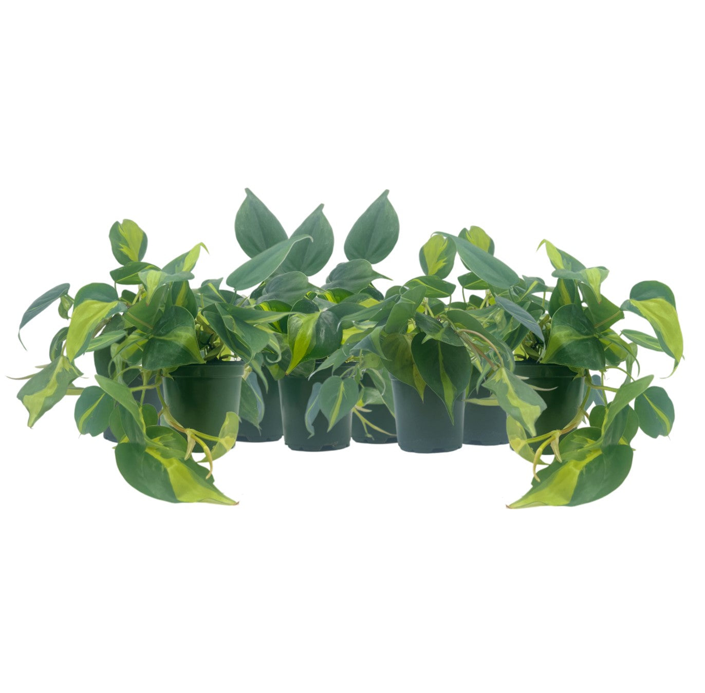 8-PK Philodendron Brasil, Philodendron hederaceum 'Brasil', Air Purifying Indoor Plant, Low Light Houseplant, Trailing Vine Plant, Easy Care Plant, 4" Pot(s)