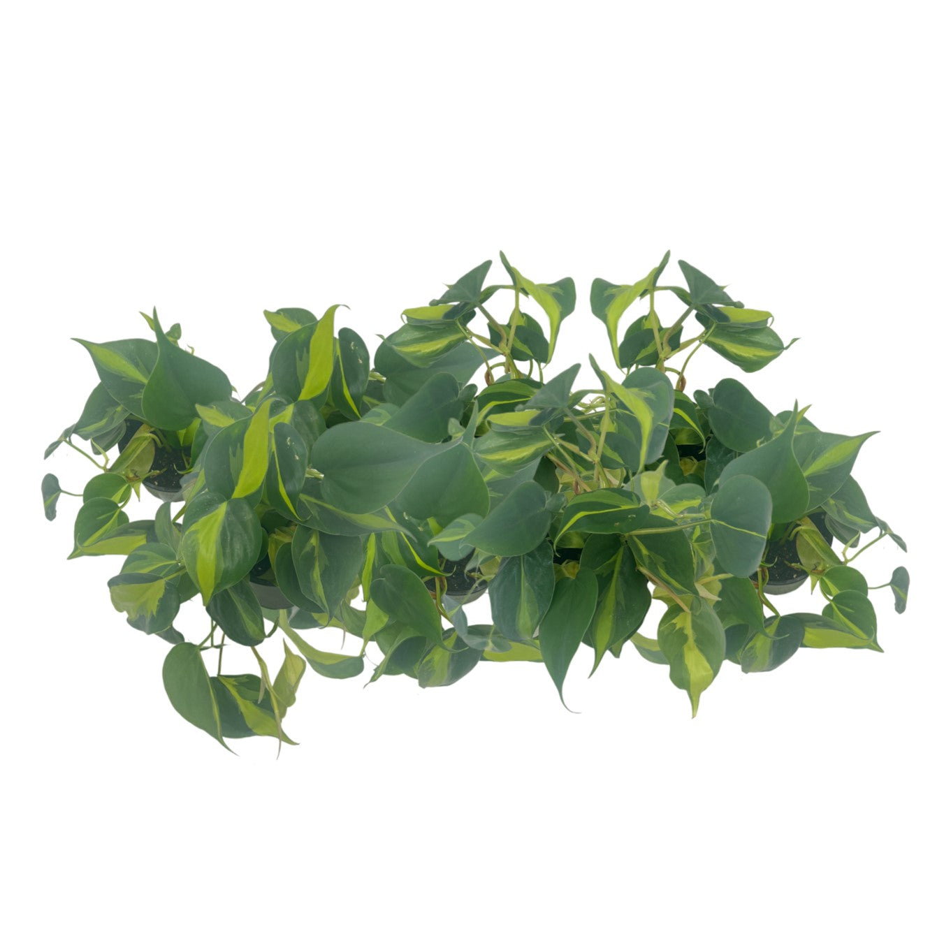 8-PK Philodendron Brasil, Philodendron hederaceum 'Brasil', Air Purifying Indoor Plant, Low Light Houseplant, Trailing Vine Plant, Easy Care Plant, 4" Pot(s)