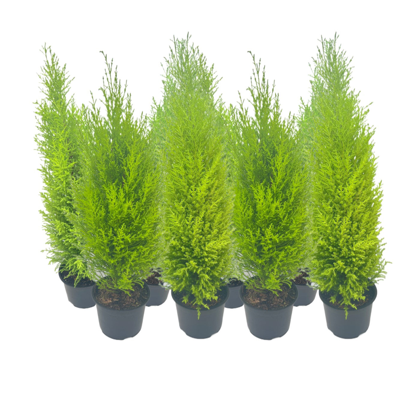 8-PK Live Dwarf Lemon Cypress, Cupressus macrocarpa ‘Goldcrest Wilma,’ Live Indoor Tree, Houseplant, Garden Plant, Fragrant Plant, 6.0-in Pot(s)